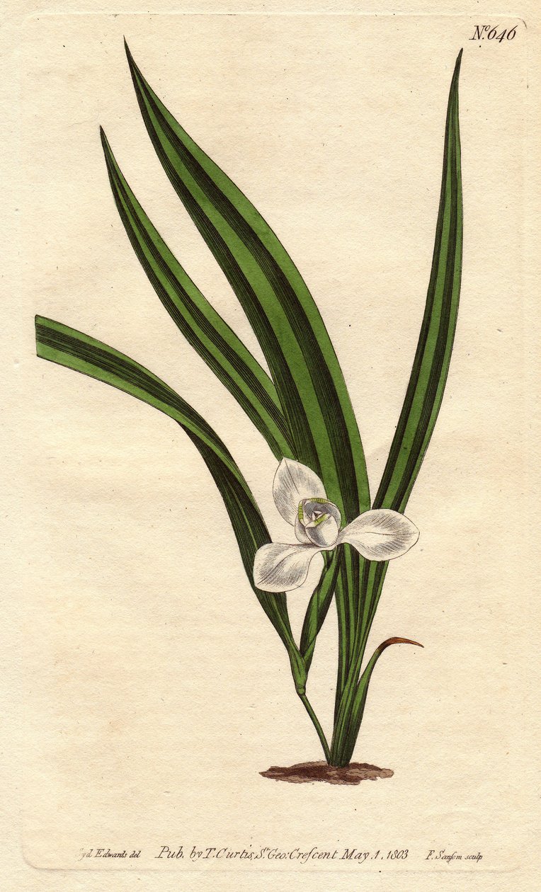 Marica con flores blancas pequeñas y hojas estrechas y rayadas - del Registro Botánico de Sydenham Teast Edwards