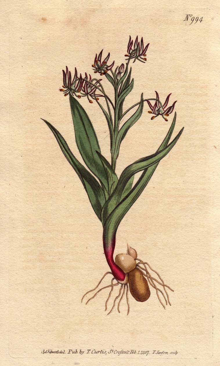 Melanthium ramificado, con muchas flores lilas pequeñas, bulbos y raíces de Sydenham Teast Edwards
