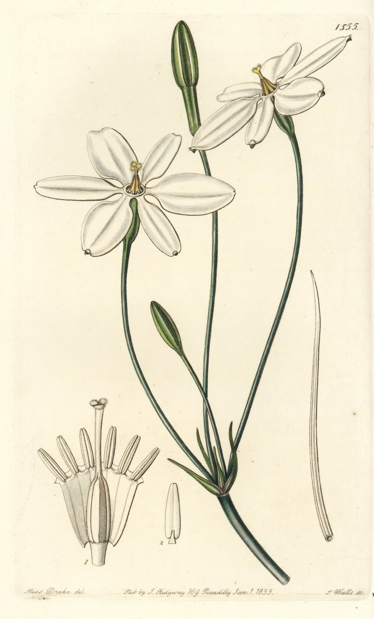 Estrella mexicana - Estrella mexicana o milla blanca como la nieve, Milla biflora de Sydenham Teast Edwards