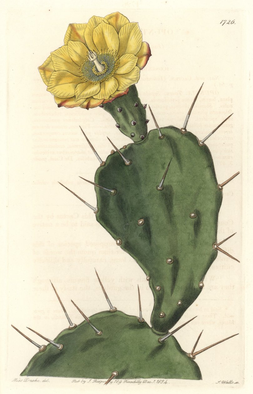 Monacanth Pactus, cactus en flor, nativo de Sudamérica - Placa grabada por S. Watts de una ilustración de Sarah Anne Drake, del Registro Botánico de Sydenham Teast Edwards