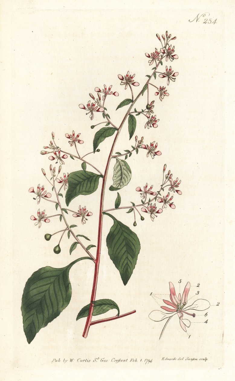 Flor de mosquito o lopezia mexicana, del Botanical Magazine de William Curtis de Sydenham Teast Edwards