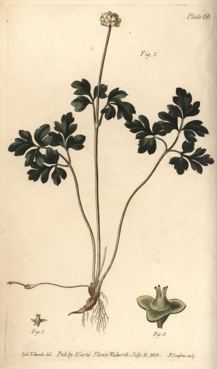 Raíz almizclada, del Botanical Magazine de William Curtis de Sydenham Teast Edwards