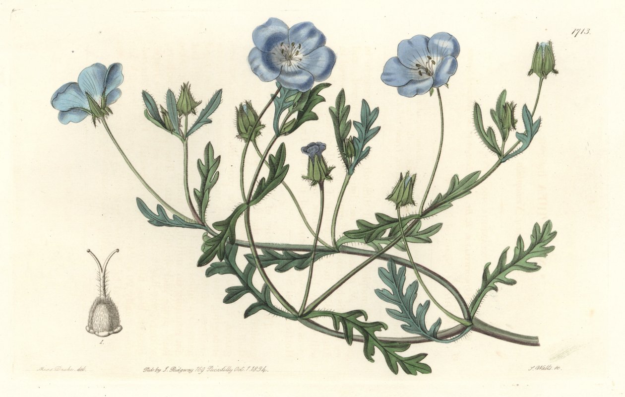Namophile maculee, originaria de California - Placa grabada por S. Watts de una ilustración de Sarah Anne Drake, del Registro Botánico de Sydenham Teast Edwards