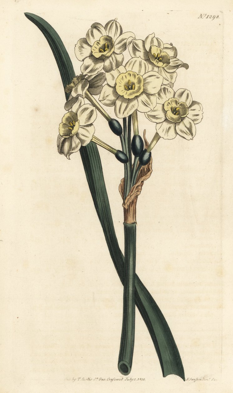 Narciso en ramo - Narciso de flores en racimo, Narcissus tazetta de Sydenham Teast Edwards