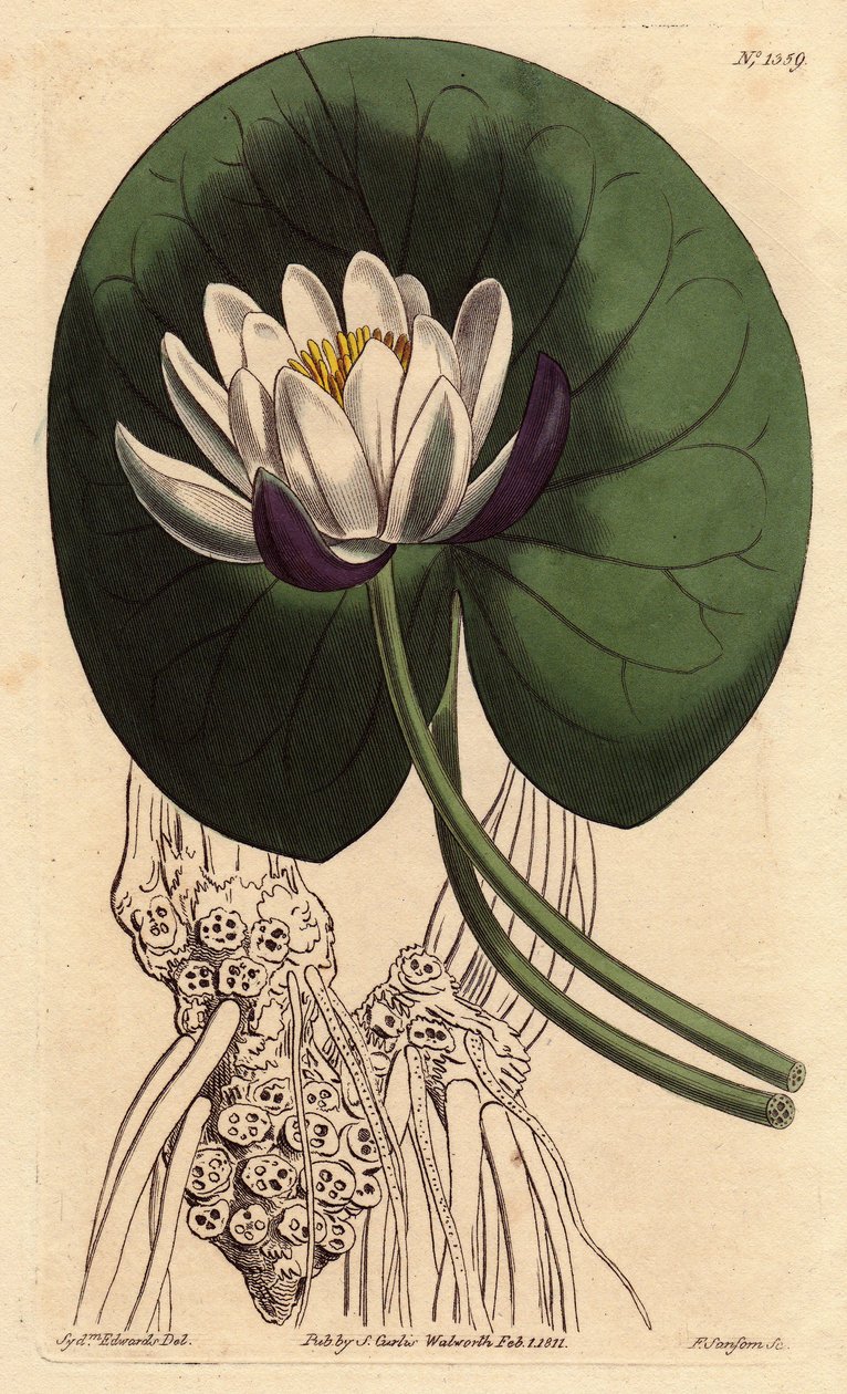 Nenúfar con gran flor blanca frente a su hoja redonda. Nymphaea nitida. Grabado en cobre a mano coloreado de una ilustración botánica de Sydenham Edwards del Botanical Magazine de William Curtis de Sydenham Teast Edwards