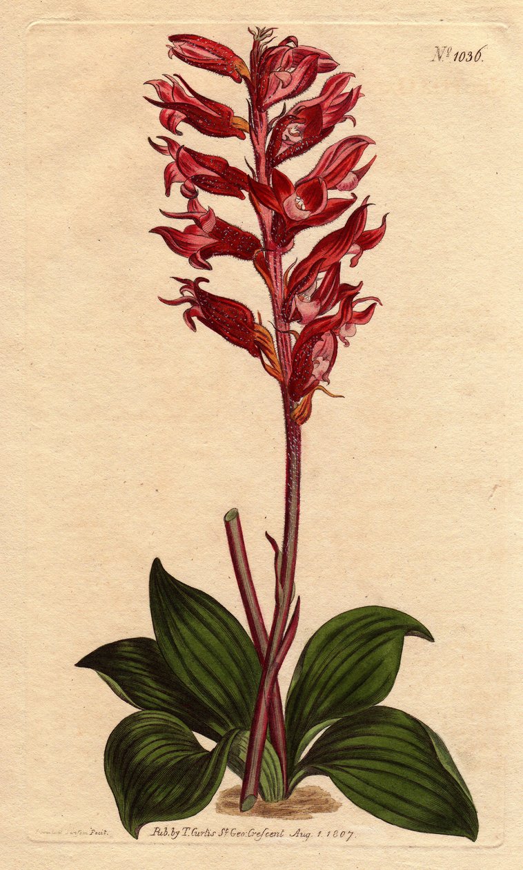 Orquídea neottie con flor escarchada, color rosa y carmesí, nativa de Jamaica de Sydenham Teast Edwards
