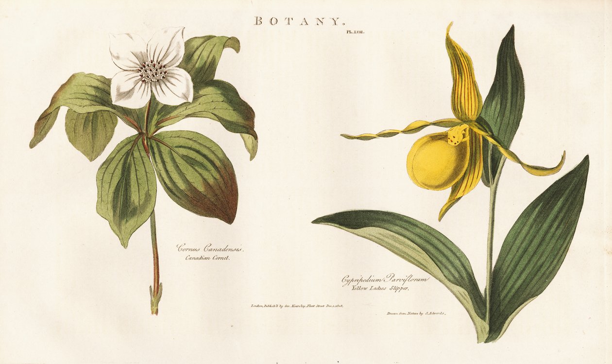  de Sydenham Teast Edwards