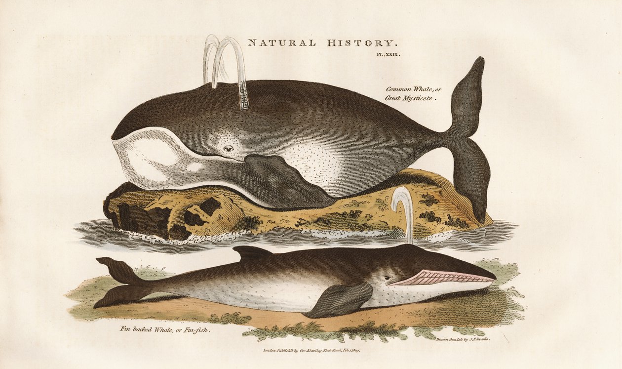 Ballenas del Atlántico Norte de Sydenham Teast Edwards