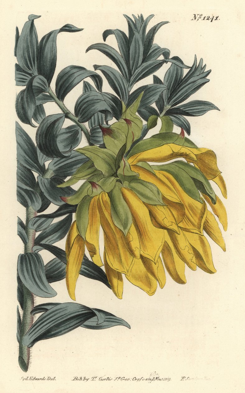 Cabeza inclinada naranja o dalia de montaña, Liparia splendens (Liparia de hojas de Ruscus, Liparia sphaerica). Grabado en cobre coloreado a mano de F. Sansom Jr. después de una ilustración de Sydenham Edwards del Botanical Magazine de William Curtis, T. C de Sydenham Teast Edwards