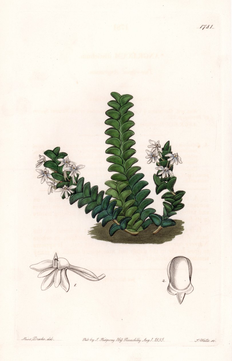 Orquídea: variedad de Angraecum, nativa de África Ecuatorial - Placa grabada por S. Watts, de una ilustración de Sarah Anne Drake (1803-1857), del Registro Botánico de Sydenham Edwards (1768-1819), Inglaterra de Sydenham Teast Edwards