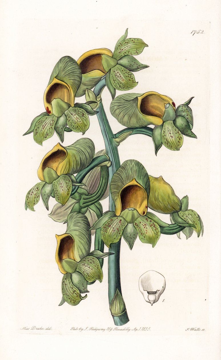 Orquídea: variedad de Catasetum, nativa de Brasil - Placa grabada por S.Watts, de una ilustración de Sarah Anne Drake, del Registro Botánico de Sydenham Edwards de Sydenham Teast Edwards
