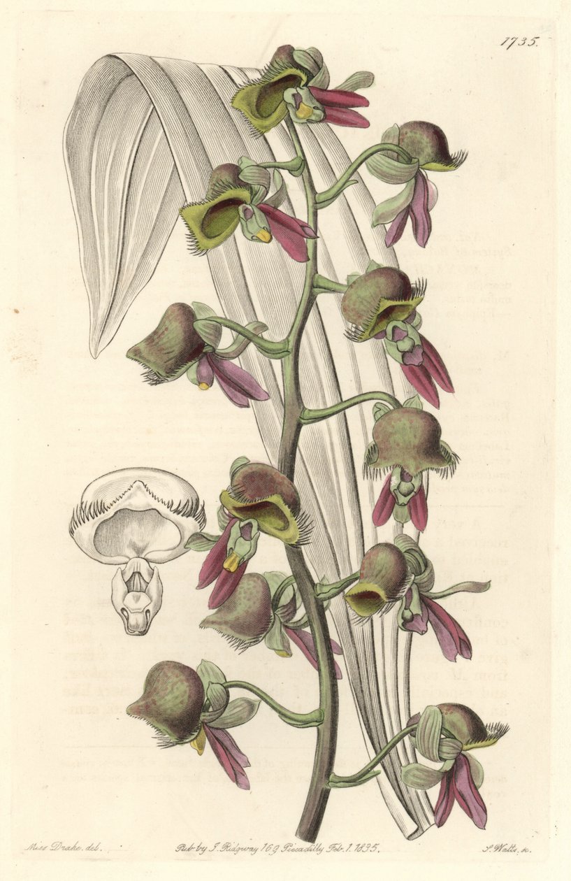 Orquídea Catasetum, flores bicolores, nativa de Guayana - Agua fuerte por S. Watts de una ilustración de Sarah Anne Drake (1803-1857), del Registro Botánico de Sydenham Teast Edwards