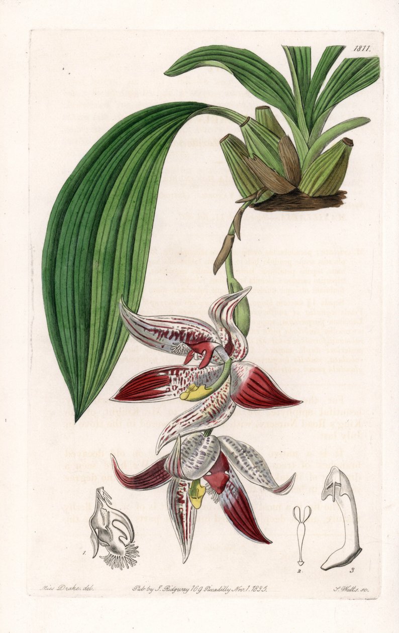 Orquídea: Paphinia cristata, nativa de Amazonia - Placa grabada por S. Watts, de una ilustración de Sarah Anne Drake (1803-1857), del Registro Botánico de Sydenham Edwards (1768-1819), Inglaterra de Sydenham Teast Edwards