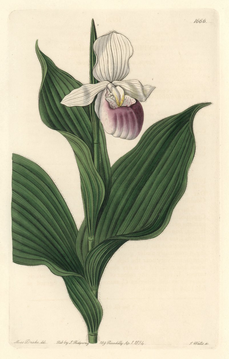 Orquídea, Cypripede Real, del Registro Botánico de Sydenham Teast Edwards