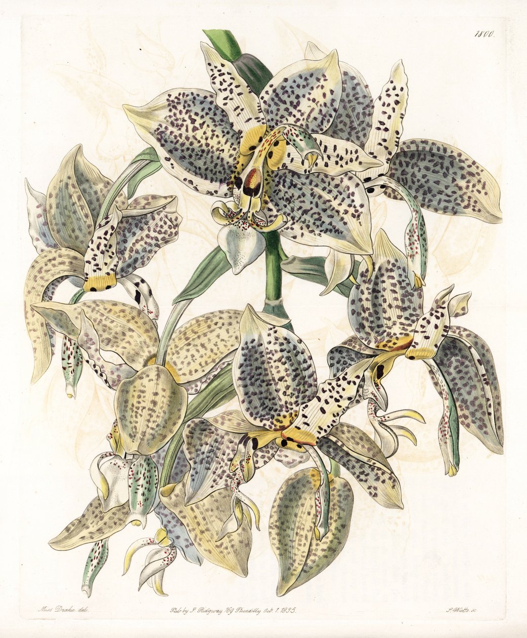 Orquídea: variedad de Stanhopea, neotropical - Placa grabada por S.Watts, de una ilustración de Sarah Anne Drake, del Registro Botánico de Sydenham Edwards de Sydenham Teast Edwards