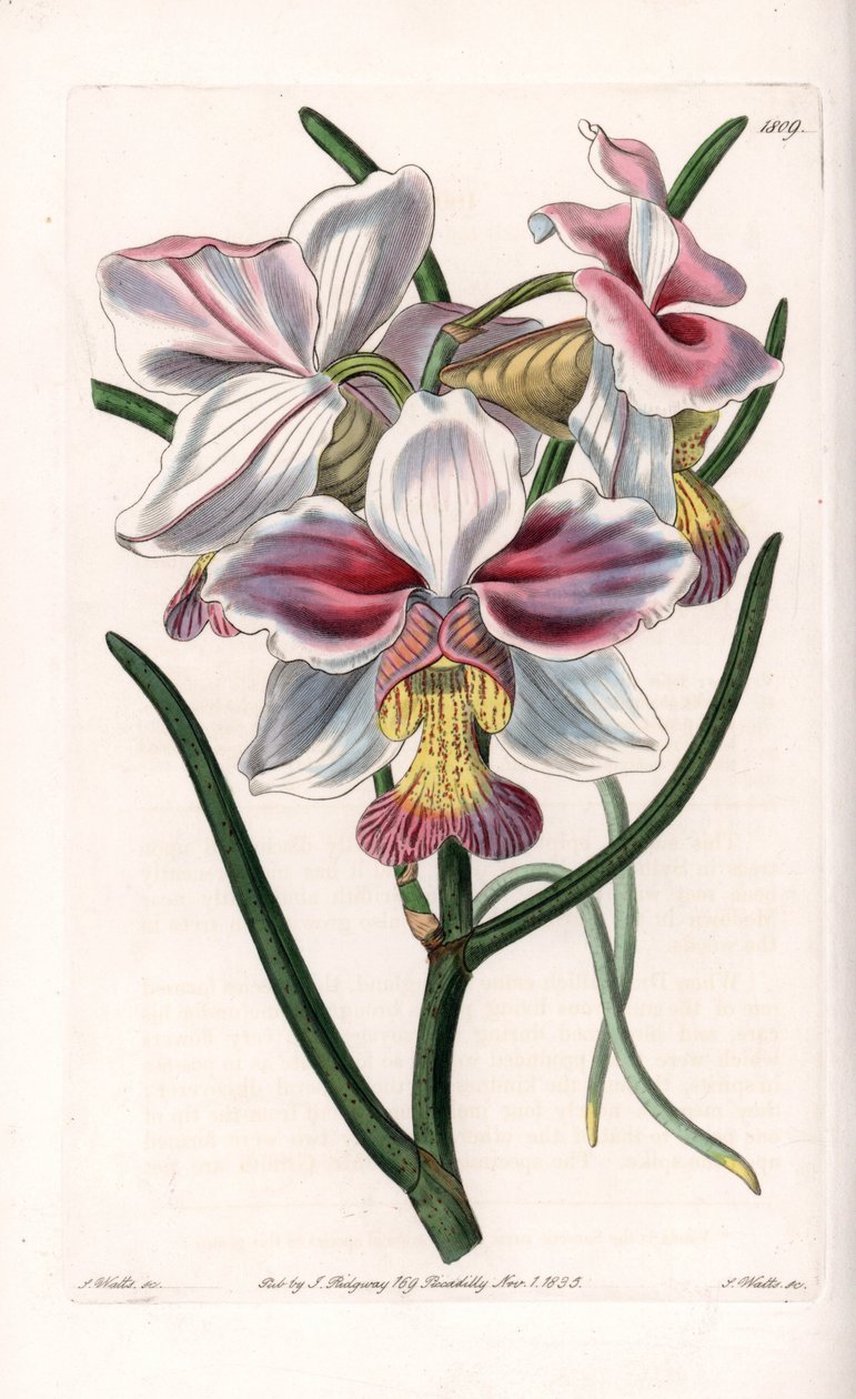 Orquídea: Vanda variedad, especie epífita de Asia de Sydenham Teast Edwards