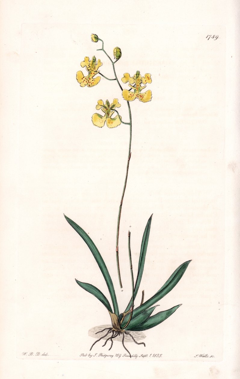 Orquídea: variedad Tolumnia guianensis, endémica de Haití y Santo Domingo - Placa grabada por S. Watts, de una ilustración de Sarah Anne Drake (1803-1857), del Botanical Register de Sydenham Edwards (1768-1819), Inglaterra de Sydenham Teast Edwards