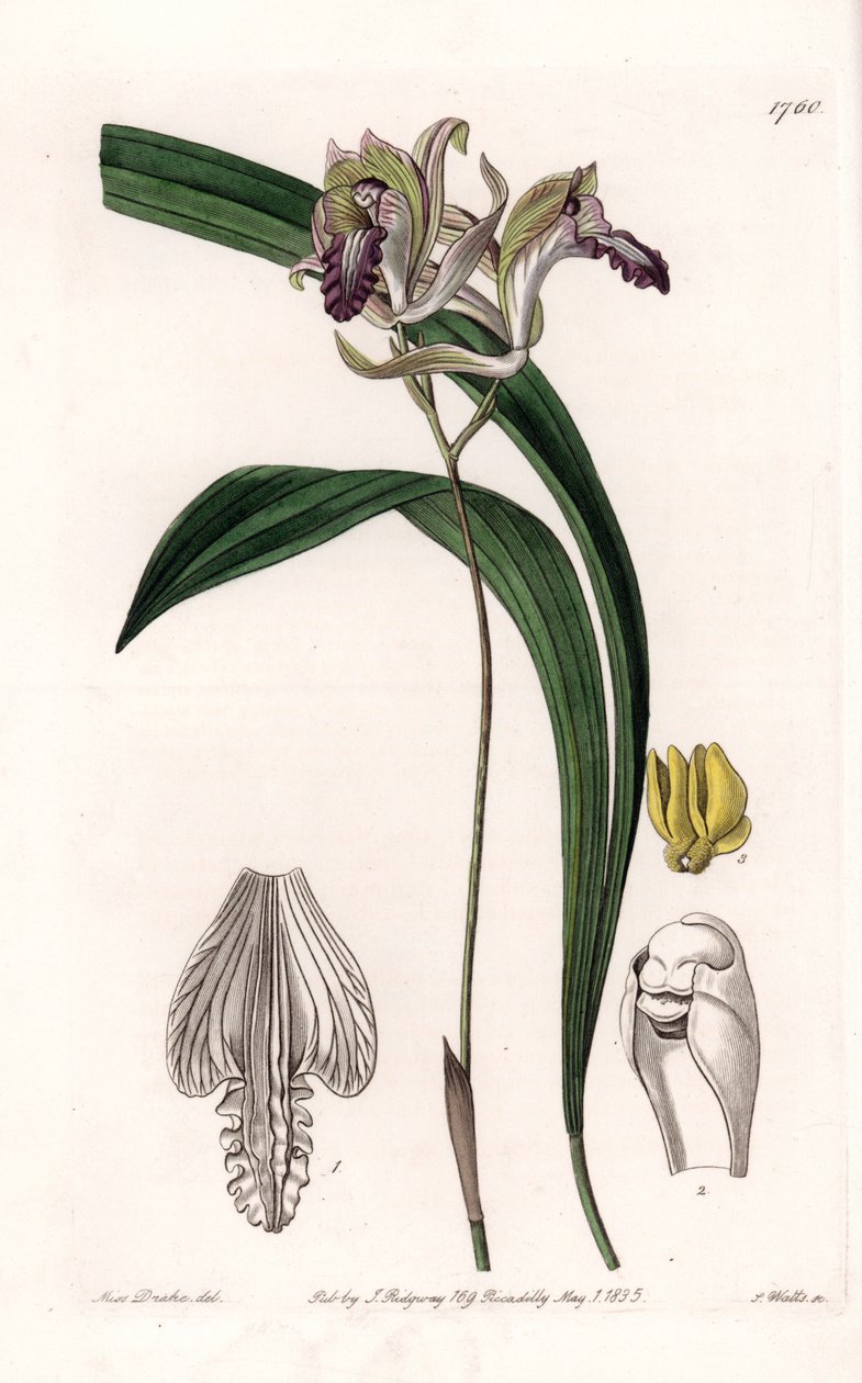 Orquídea: Variedad de Bletia de América - Placa grabada por S. Watts, de una ilustración de Sarah Anne Drake (1803-1857), del Registro Botánico de Sydenham Edwards (1768-1819), Inglaterra de Sydenham Teast Edwards