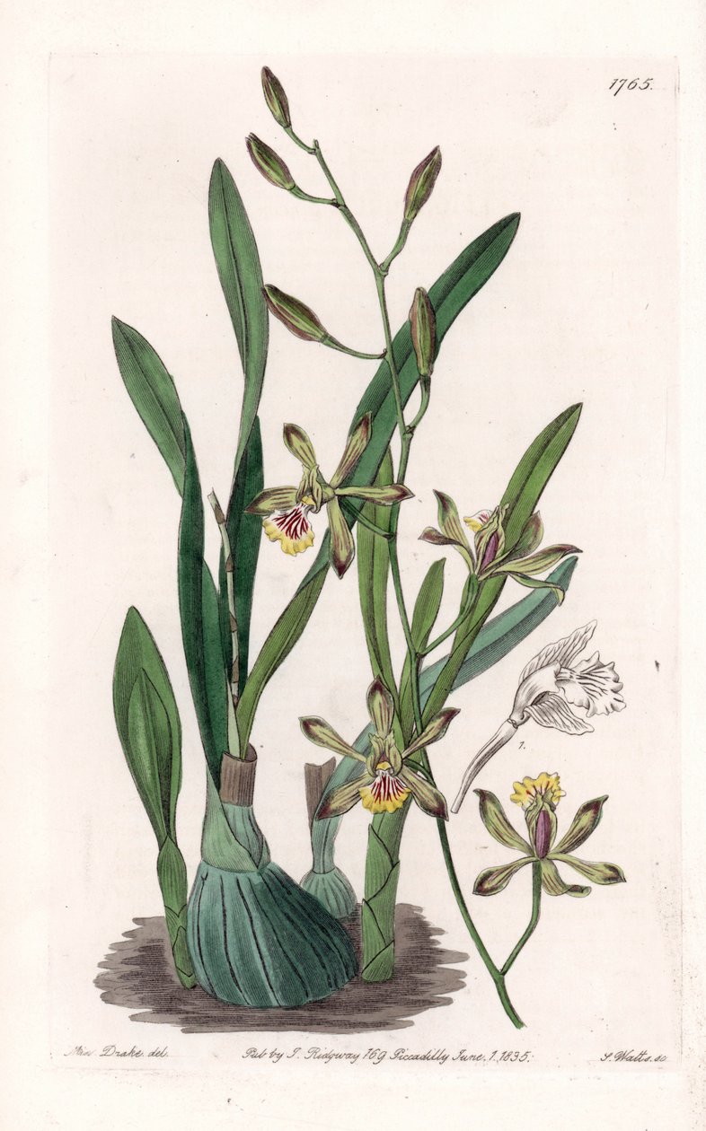 Orquídea: epidendro delgado - Placa grabada por S.Watts, de una ilustración de Sarah Anne Drake, del Registro Botánico de Sydenham Edwards de Sydenham Teast Edwards