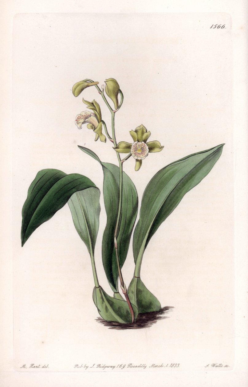 Orquídea maxilar en racimos - Placa grabada por S. Watts, de una ilustración de Sarah Anne Drake (1803-1857), del Registro Botánico de Sydenham Edwards (1768-1819), Inglaterra de Sydenham Teast Edwards