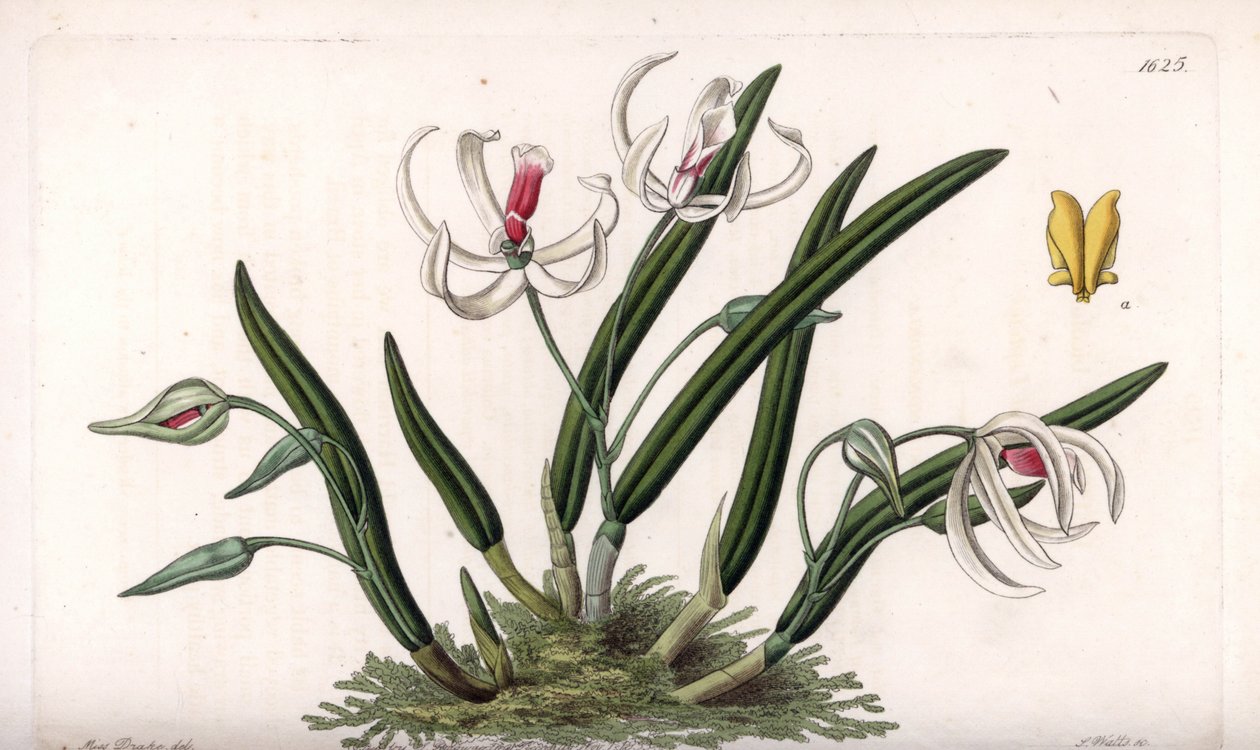Orquídea: variedad en miniatura de leptotes de Sydenham Teast Edwards