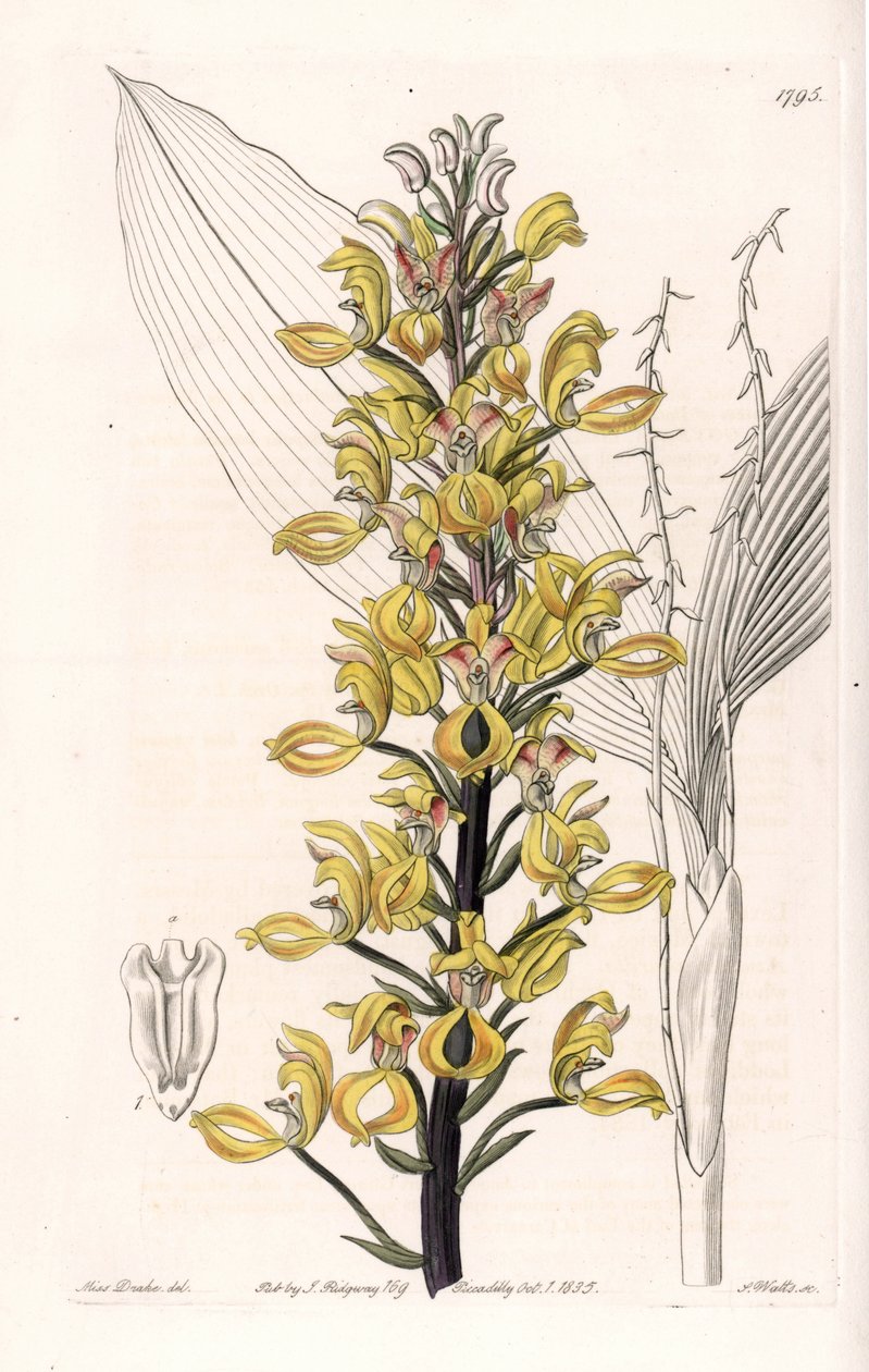 Orquídea: variedad de govenia - Placa grabada por S.Watts, de una ilustración de Sarah Anne Drake, del Registro Botánico de Sydenham Edwards de Sydenham Teast Edwards