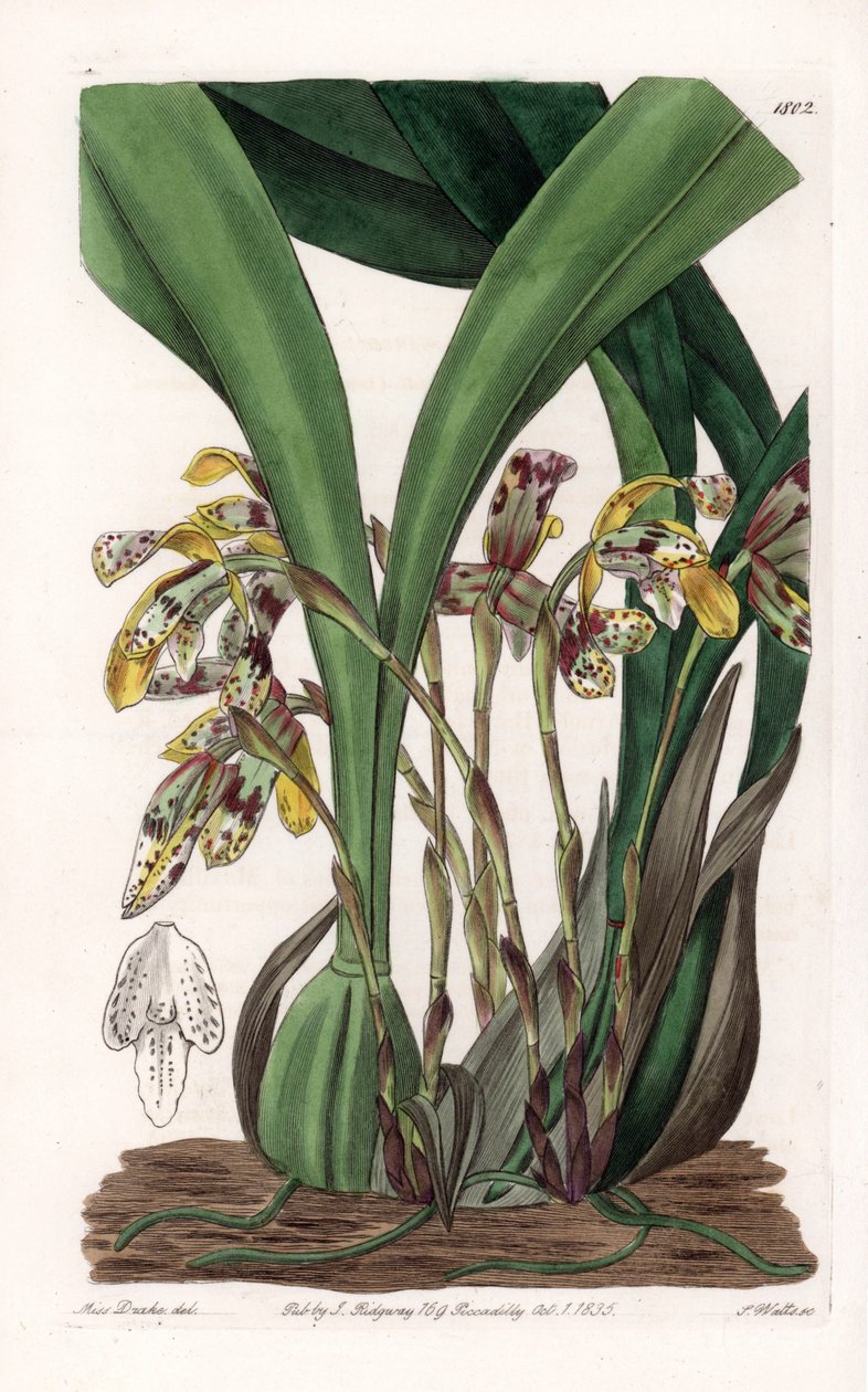 Orquídea: variedad de maxillaria, nativa de Sudamérica - Placa grabada por S.Watts, basada en una ilustración de Sarah Anne Drake, del Registro Botánico de Sydenham Edwards de Sydenham Teast Edwards