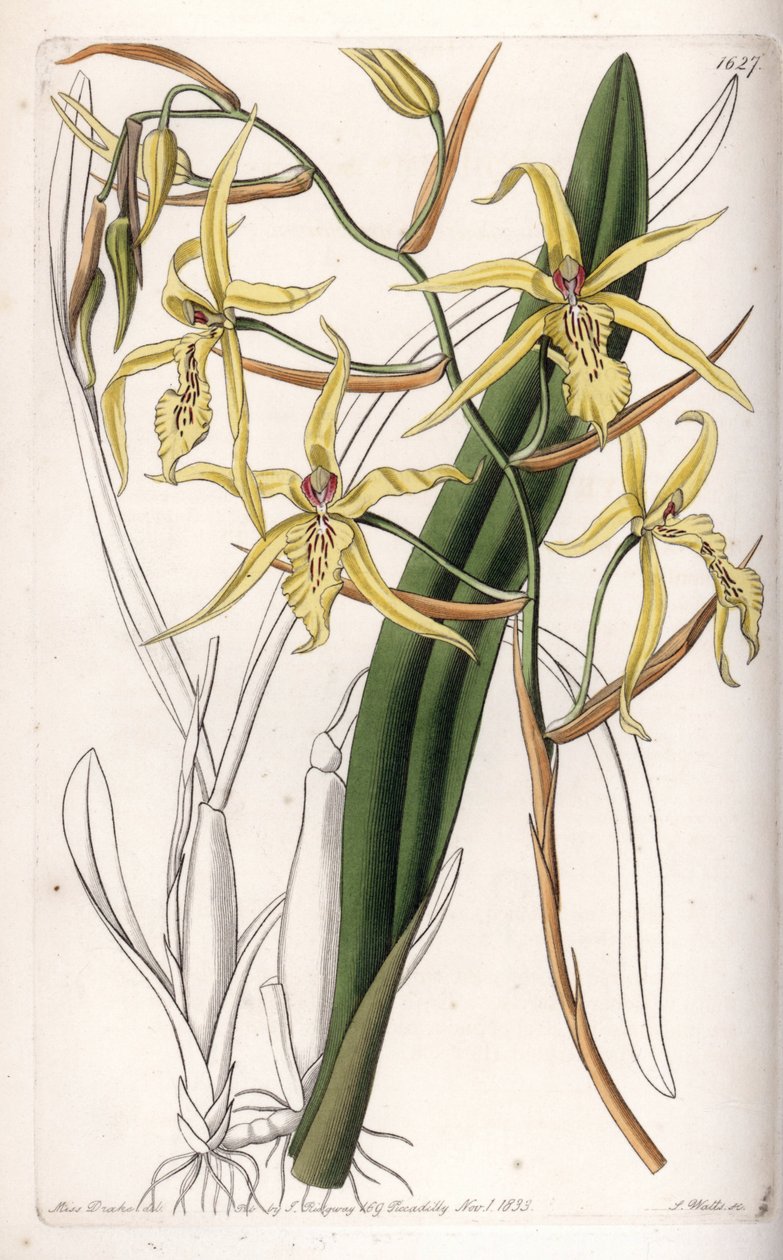 Orquídea: variedad de miltonia - Placa grabada por S.Watts, de una ilustración de Sarah Anne Drake, de la Revista Botánica de Sydenham Edwards, Inglaterra de Sydenham Teast Edwards