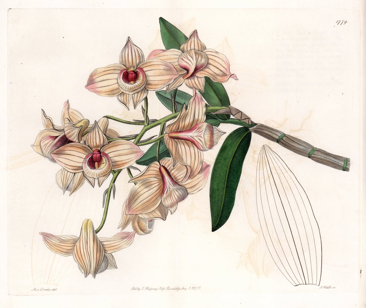 Orquídea: variedad de Dendrobium - Placa grabada por S.Watts, de una ilustración de Sarah Anne Drake, del Registro Botánico de Sydenham Edwards de Sydenham Teast Edwards