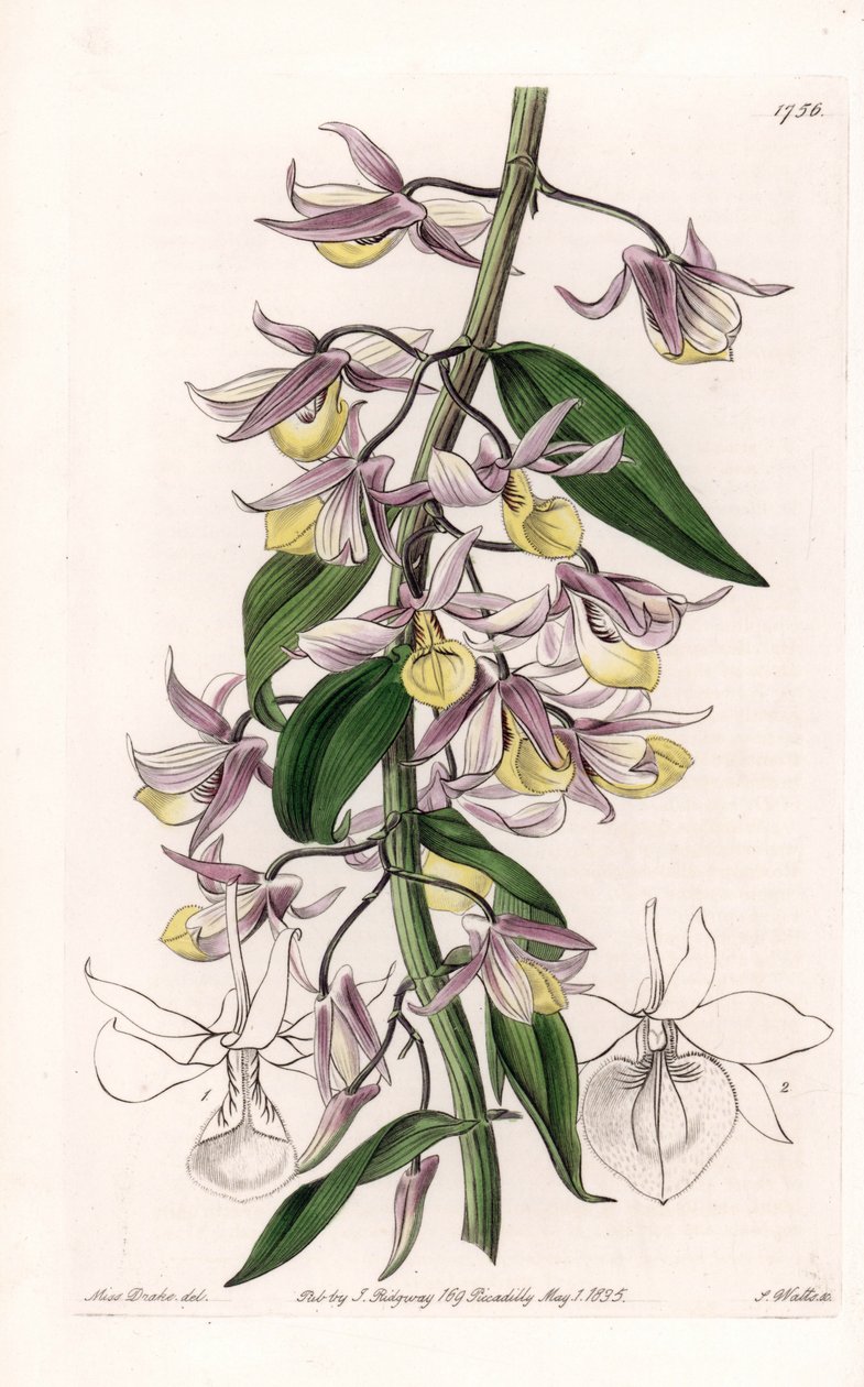 Orquídea: variedad de Dendrobium, nativa de Asia - Placa grabada por S. Watts, de una ilustración de Sarah Anne Drake, del Registro Botánico de Sydenham Edwards de Sydenham Teast Edwards