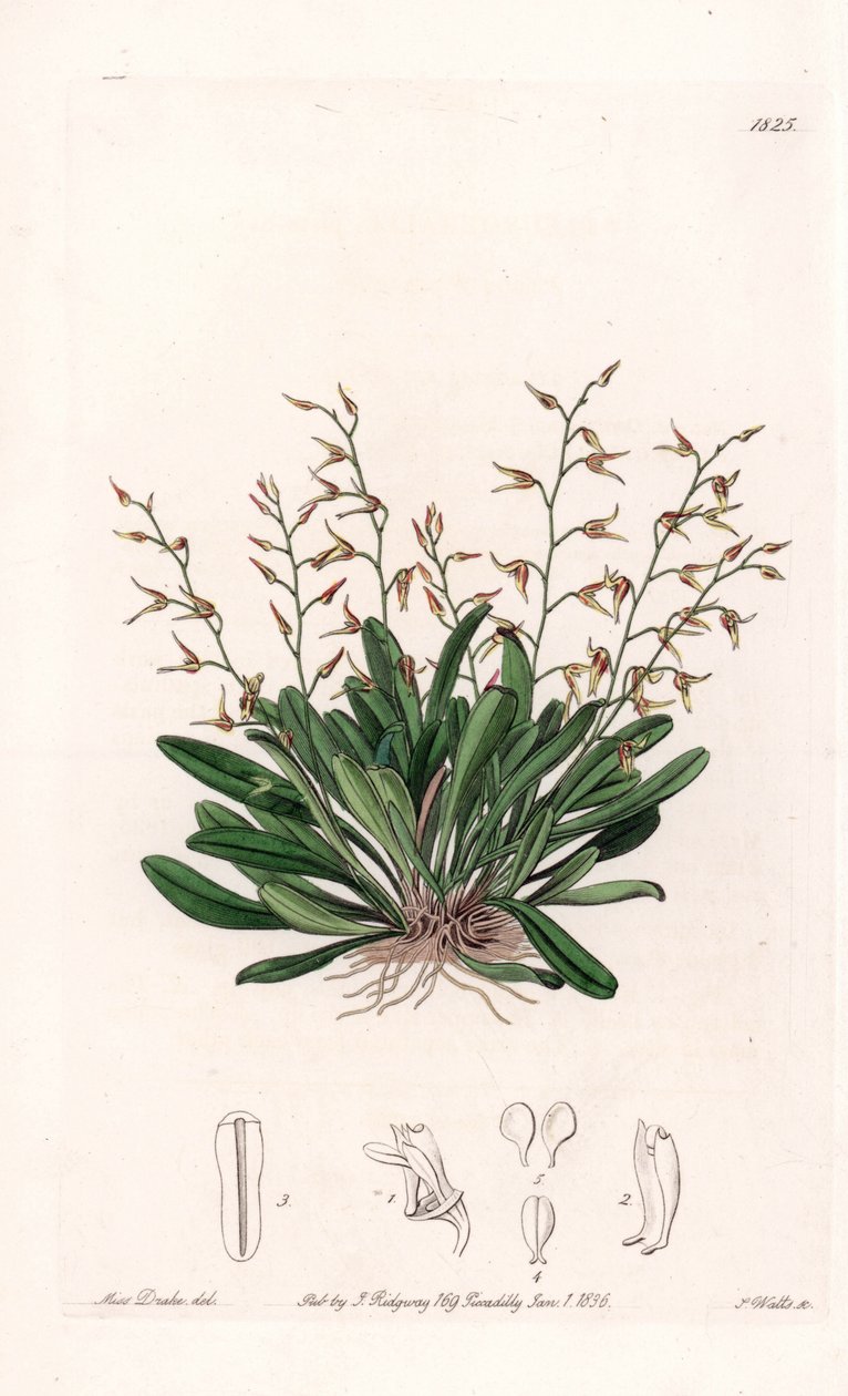 Orquídea: variedad de epidendro - Placa grabada por S. Watts, de una ilustración de Sarah Anne Drake (1803-1857), del Registro Botánico de Sydenham Edwards (1768-1819), Inglaterra de Sydenham Teast Edwards
