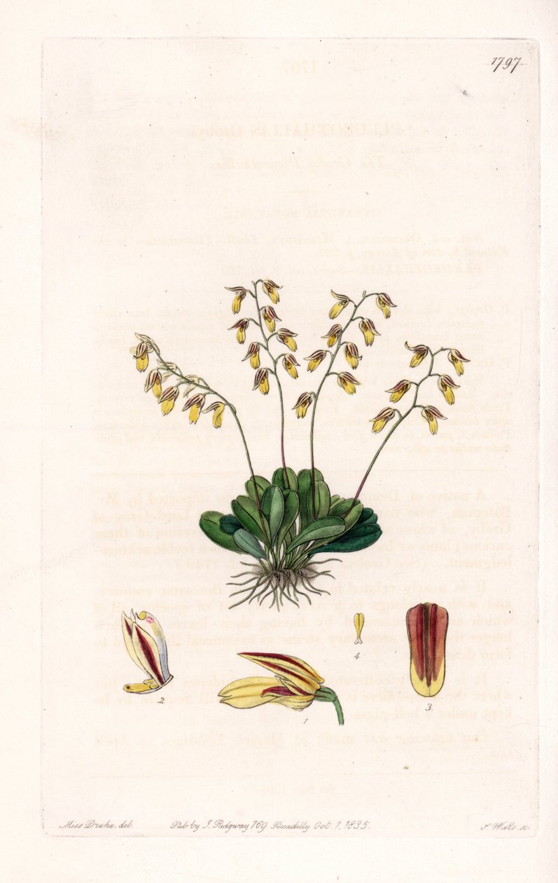 Orquídea: variedad de epidendro - Placa grabada por S. Watts, de una ilustración de Sarah Anne Drake (1803-1857), del Registro Botánico de Sydenham Edwards (1768-1819), Inglaterra de Sydenham Teast Edwards
