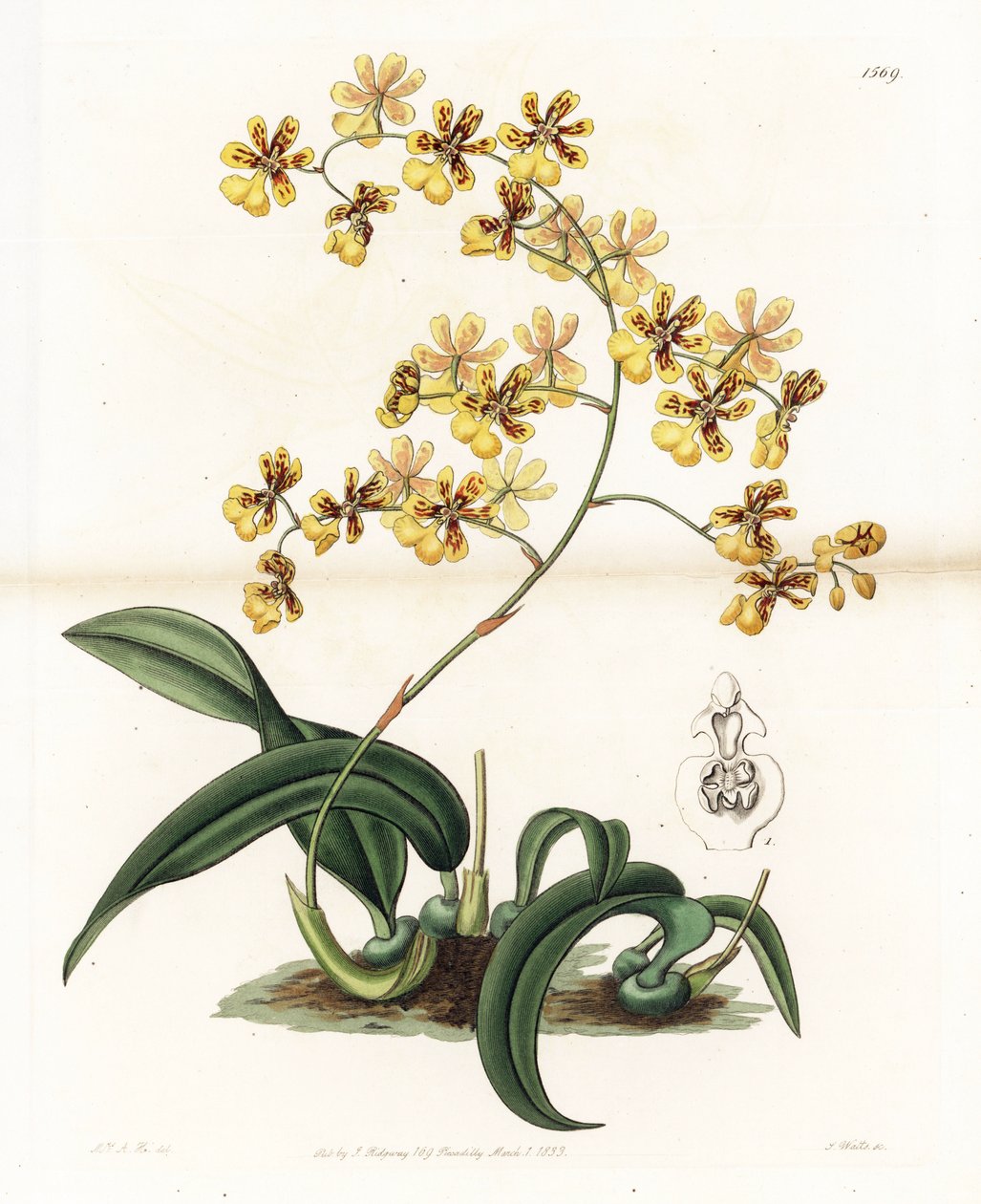 Orquídea: variedad de oncidium epifítico de Brasil - Placa grabada por S. Watts, de una ilustración de Sarah Anne Drake, de la Revista Botánica de Sydenham Edwards, Inglaterra de Sydenham Teast Edwards