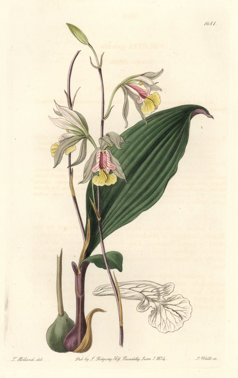 Orquídea, Bletia Americana - del Registro Botánico de Sydenham Teast Edwards