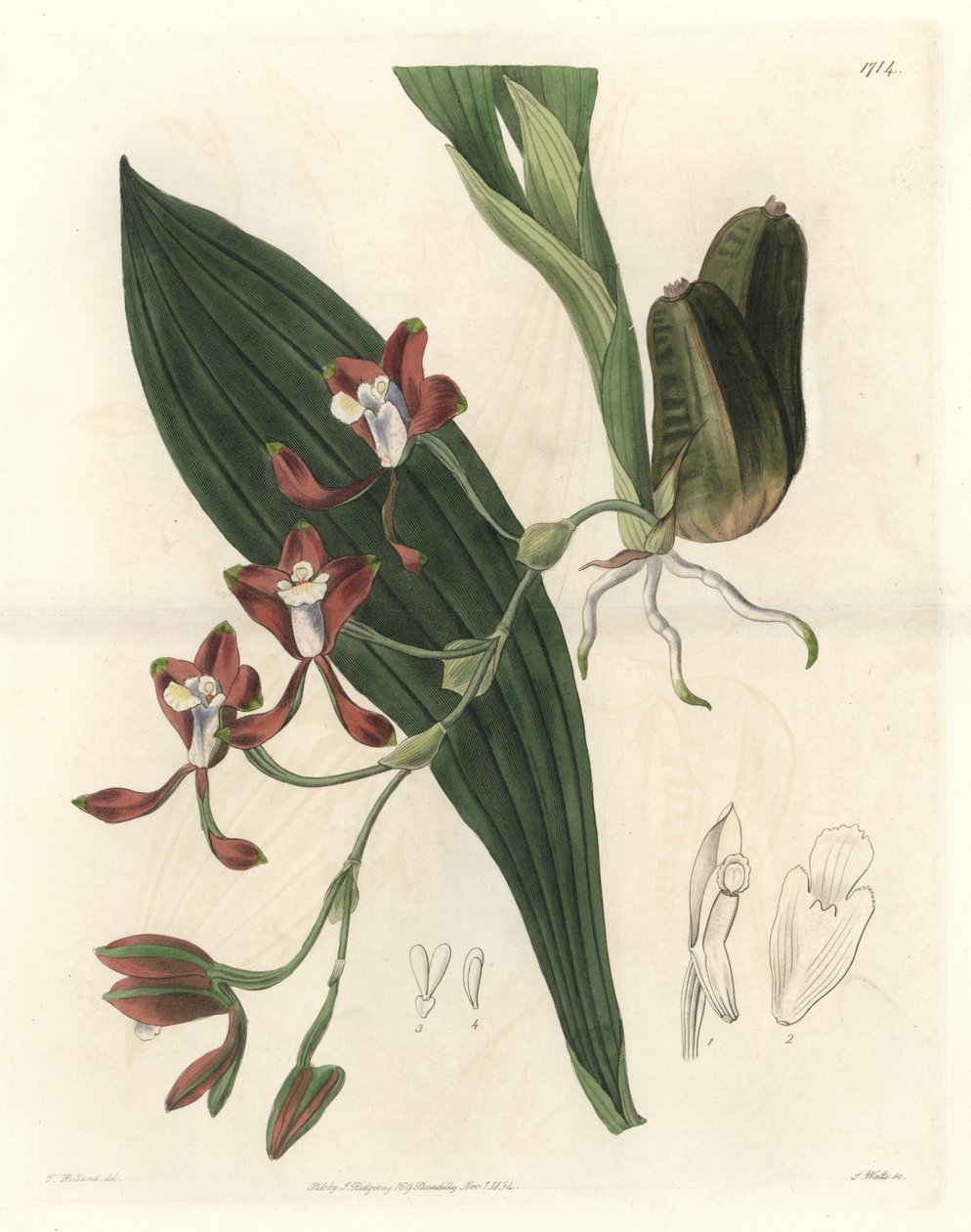 Orquídea Batemannia, nativa de Guyana - Agua fuerte de S. Watts de una ilustración de T. Holland, del Registro Botánico de Sydenham Teast Edwards