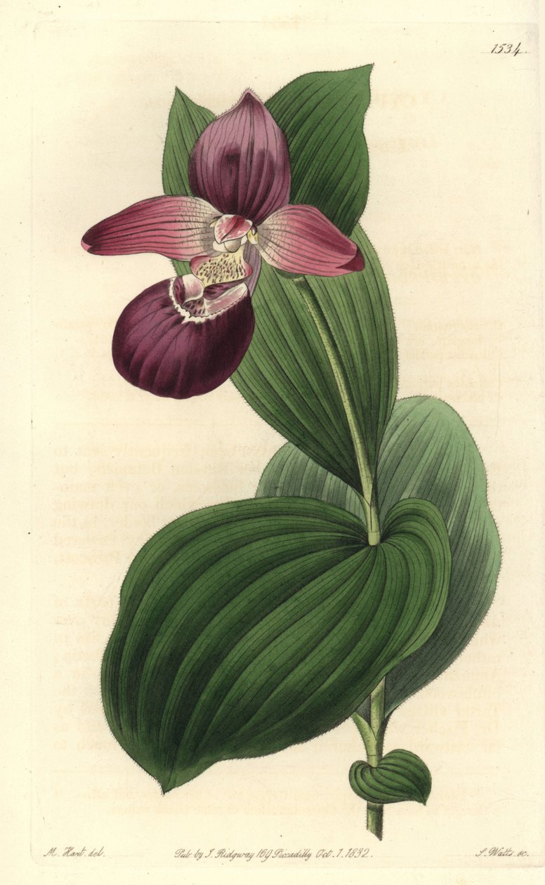 Orquídea zueco de Venus de flores grandes - del Registro Botánico de Sydenham Teast Edwards