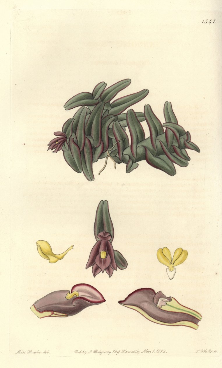 Orquídea epidendrum de América Central, del Botanical Register de Sydenham Edwards de Sydenham Teast Edwards
