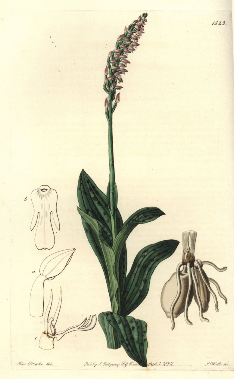 Orquídea Neotinea maculata, del Botanical Register de Sydenham Edwards de Sydenham Teast Edwards