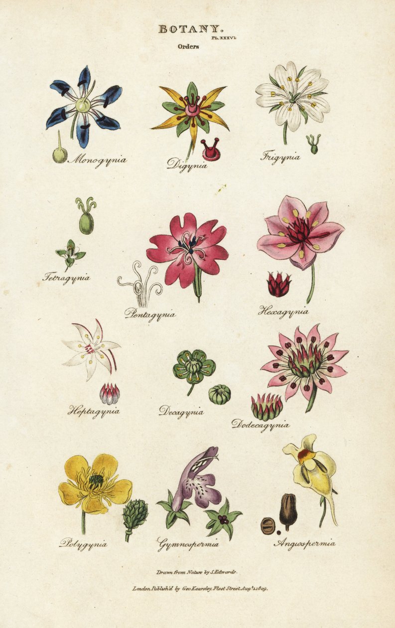 Blumenordnungen: Monogynia, Digynia, Trigynia, Pentagynia von Sydenham Teast Edwards