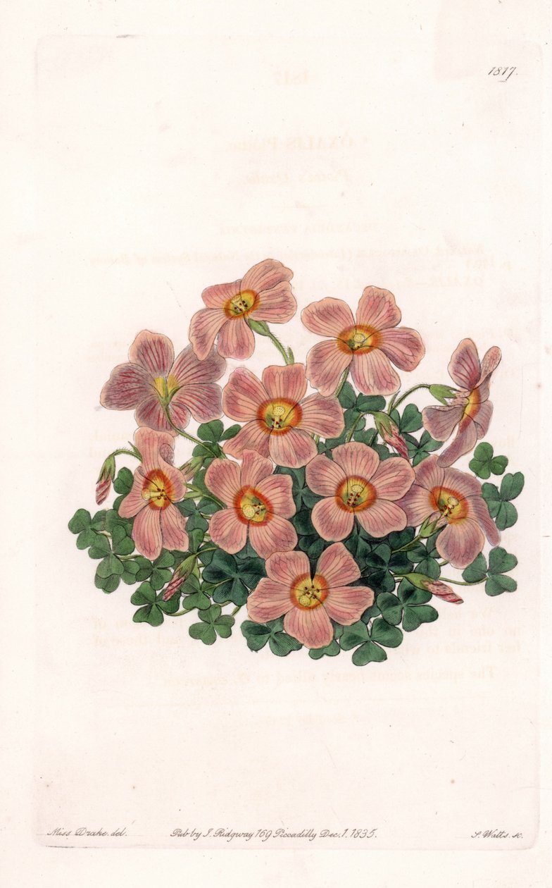 Oxalis Variete - Placa grabada por S. Watts, de una ilustración de Sarah Anne Drake, del Registro Botánico de Sydenham Edwards, Inglaterra de Sydenham Teast Edwards