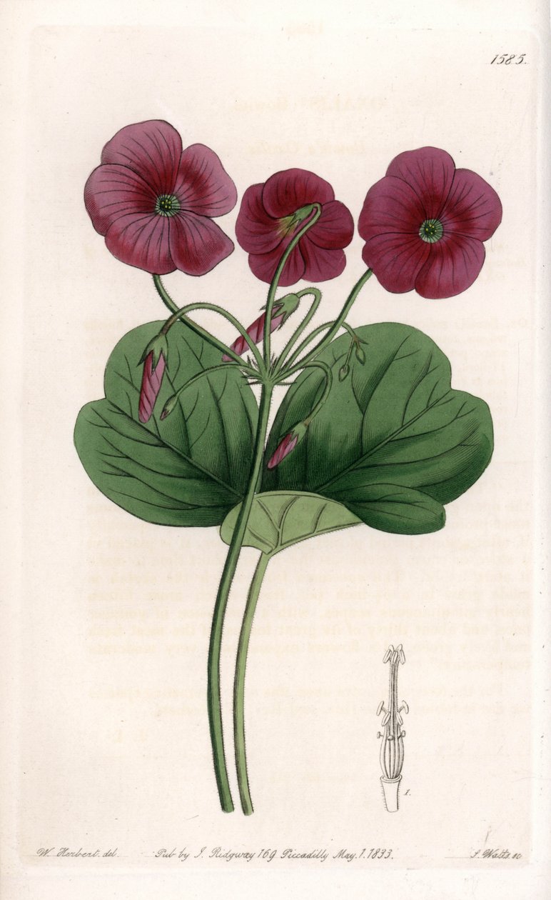 Oxalis de Bowie - Placa grabada por S.Watts, de una ilustración de Sarah Anne Drake (1803-1857), del Botanical Register de Sydenham Edwards (1768-1819), Inglaterra de Sydenham Teast Edwards