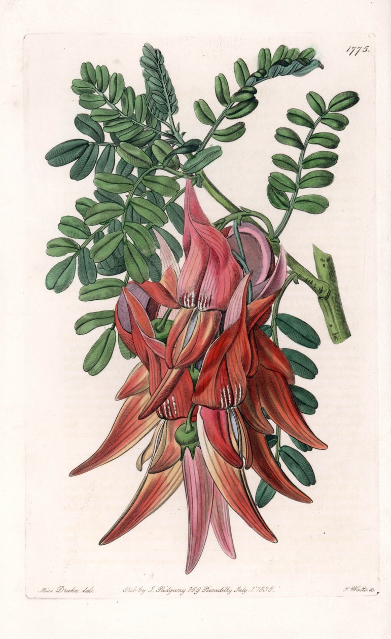 Pico de loro - Placa grabada por S. Watts, de una ilustración de Sarah Anne Drake (1803-1857), del Botanical Register de Sydenham Edwards (1768-1819), Inglaterra de Sydenham Teast Edwards
