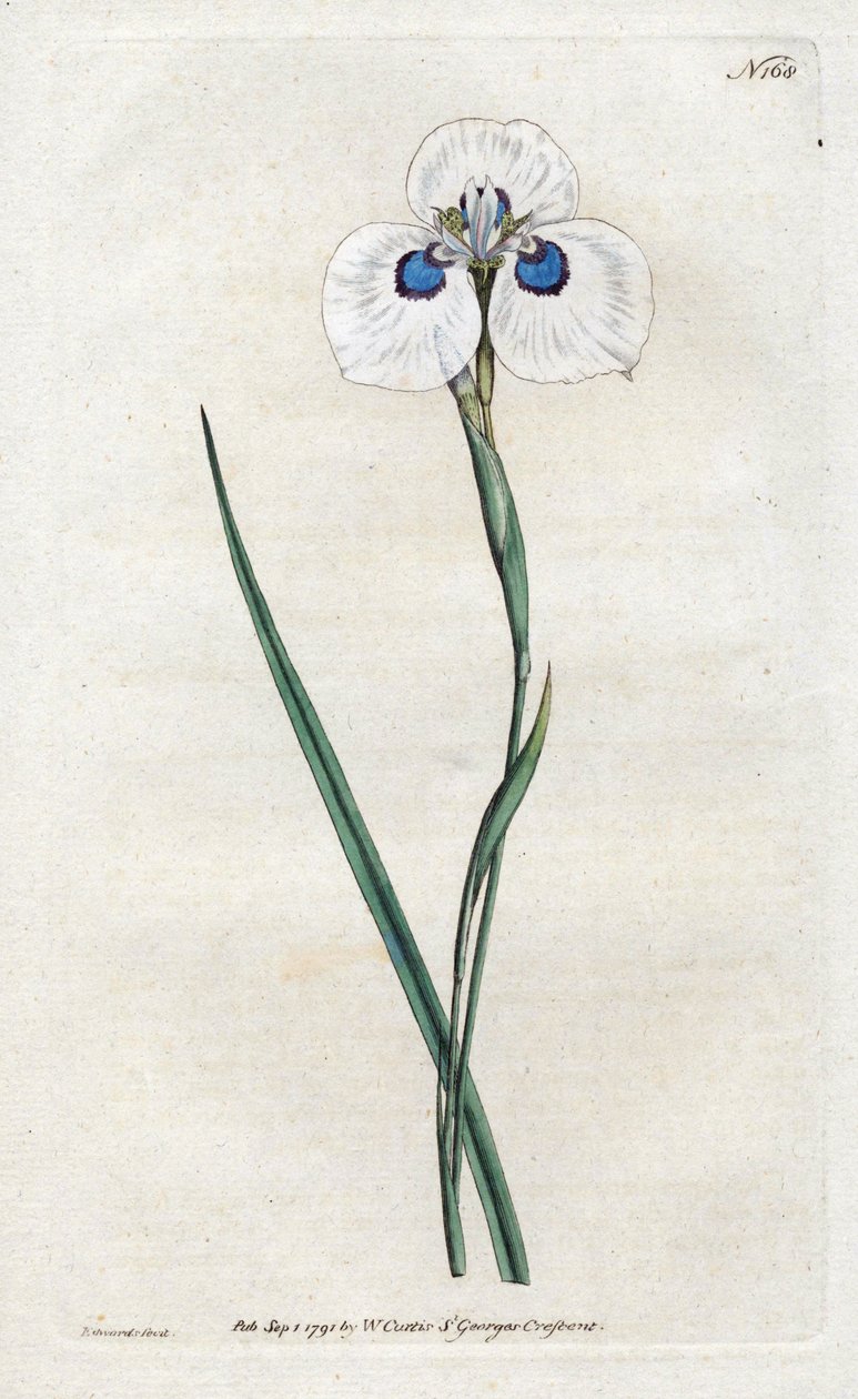 Iris de pavo real de Sydenham Teast Edwards