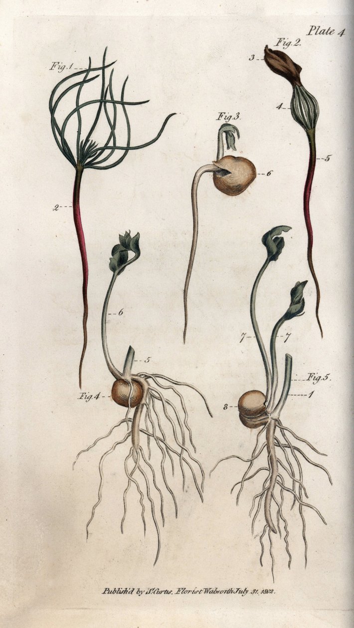 Guisantes, semilla leguminosa en diferentes etapas de germinación de Sydenham Teast Edwards