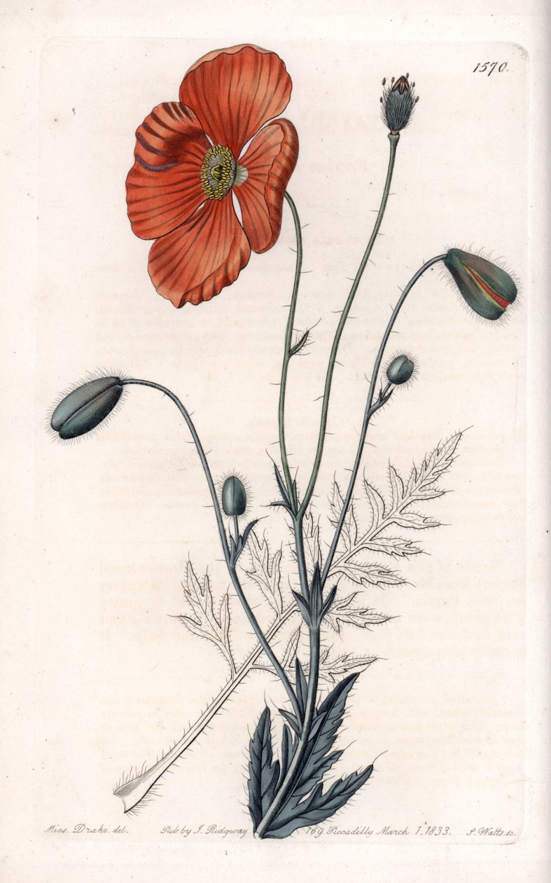 Amapola persa variedad de Sydenham Teast Edwards