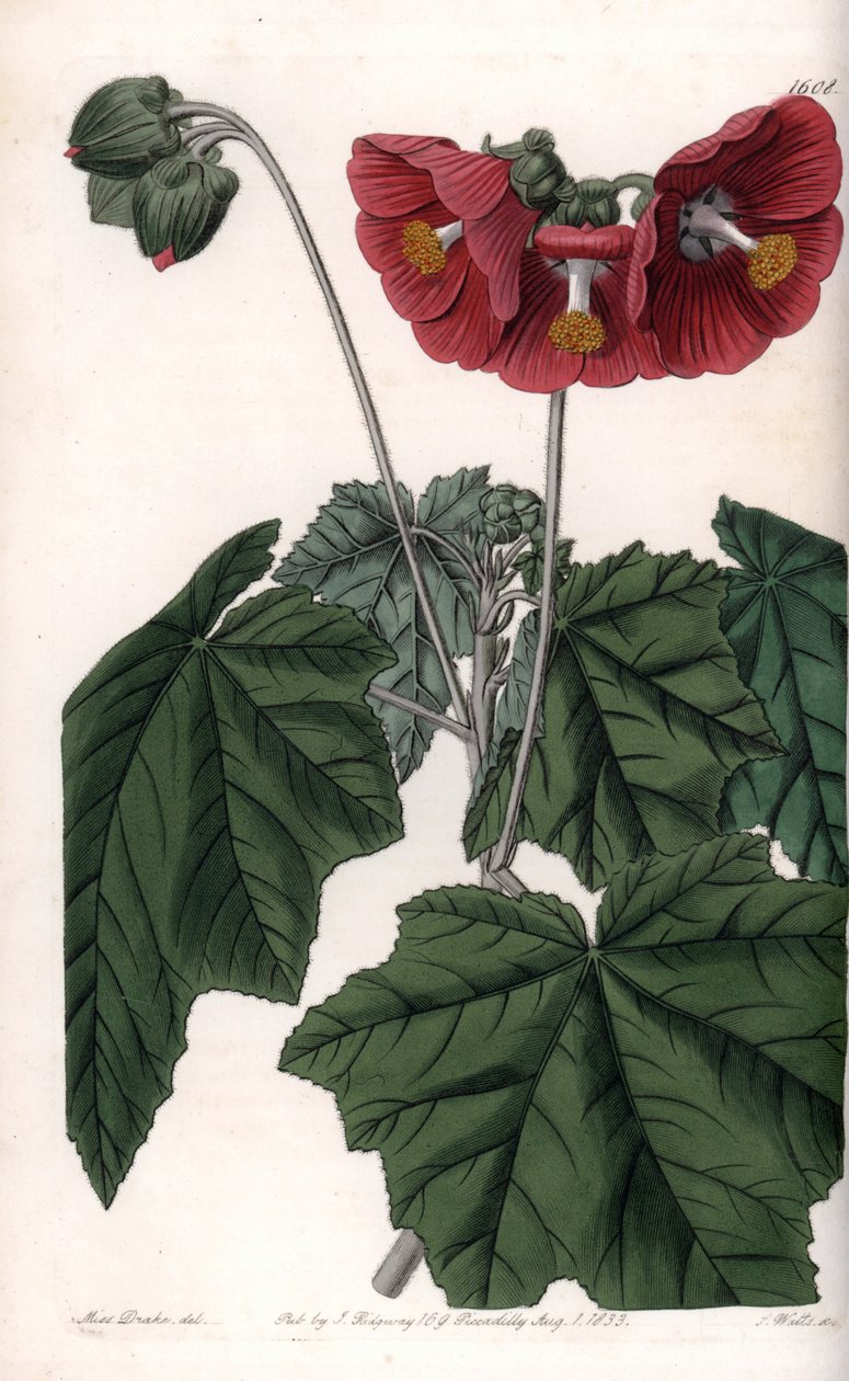 Phymosia variete, flores rojas, nativa de México de Sydenham Teast Edwards