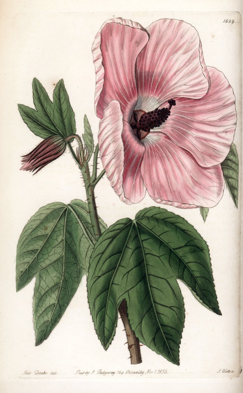 Hibisco rosa - Placa grabada por S.Watts, de una ilustración de Sarah Anne Drake (1803-1857), del Botanical Register de Sydenham Edwards (1768-1819), Inglaterra de Sydenham Teast Edwards