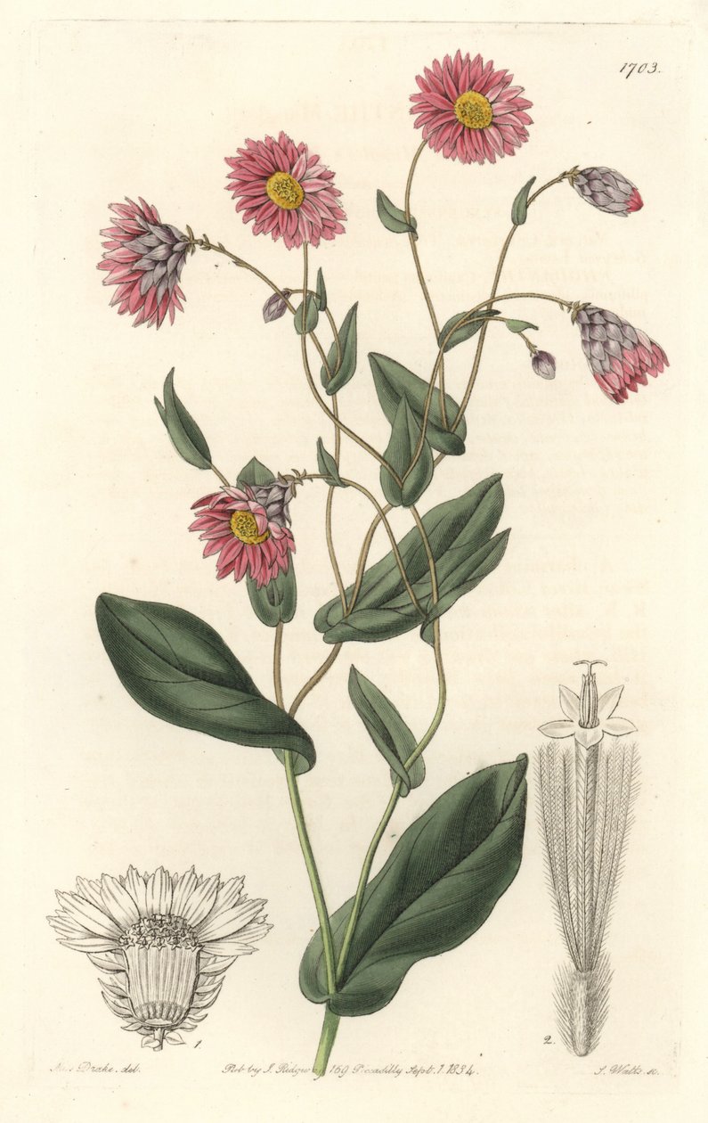 Rhodanthe rosa, nativa de Australia - Placa grabada por S. Watts de una ilustración de Sarah Anne Drake, del Registro Botánico de Sydenham Teast Edwards