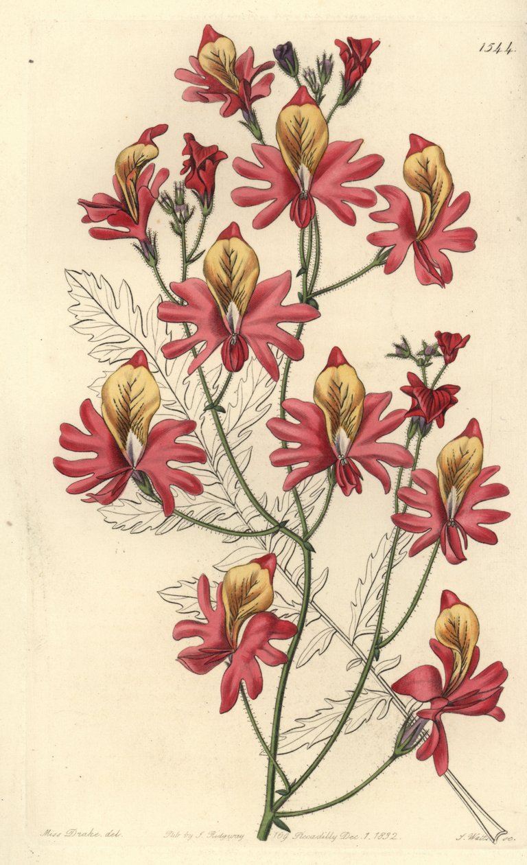 Orquídea del pobre, Schizanthus grahamii, del Botanical Register de Sydenham Edwards de Sydenham Teast Edwards