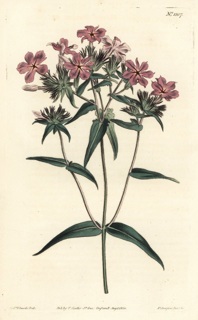Phlox pilosa. Grabado en cobre coloreado a mano por F. Sansom Jr. después de una ilustración de Sydenham Edwards de la Revista Botánica de William Curtis, T. Curtis, Londres de Sydenham Teast Edwards
